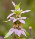 Bee balm-spotted