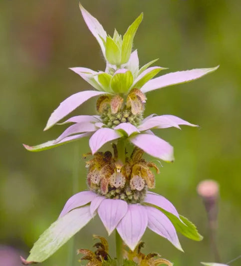 Bee balm-spotted