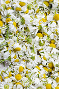 Roman chamomile