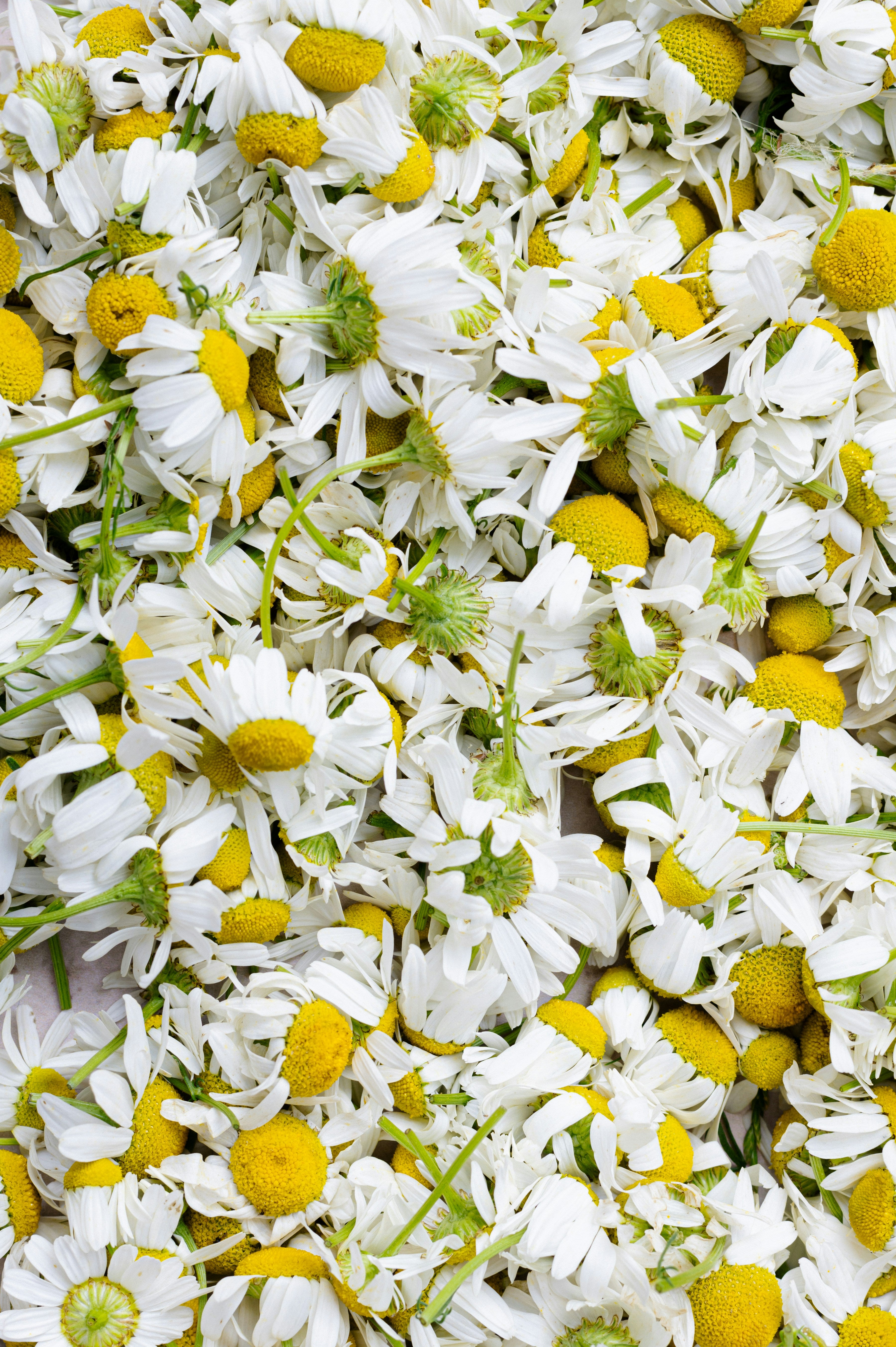 Chamomile zloty lan