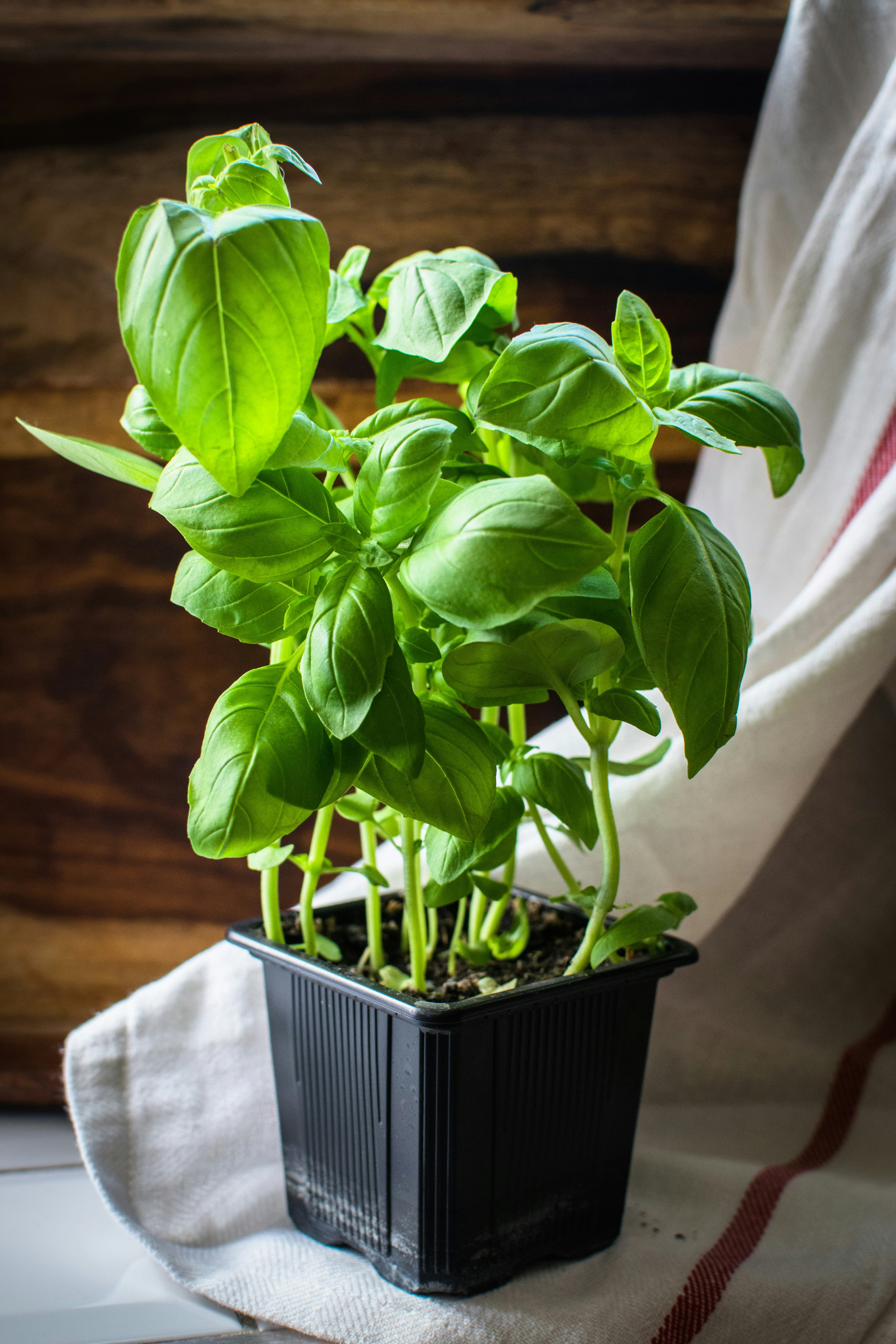 Basil