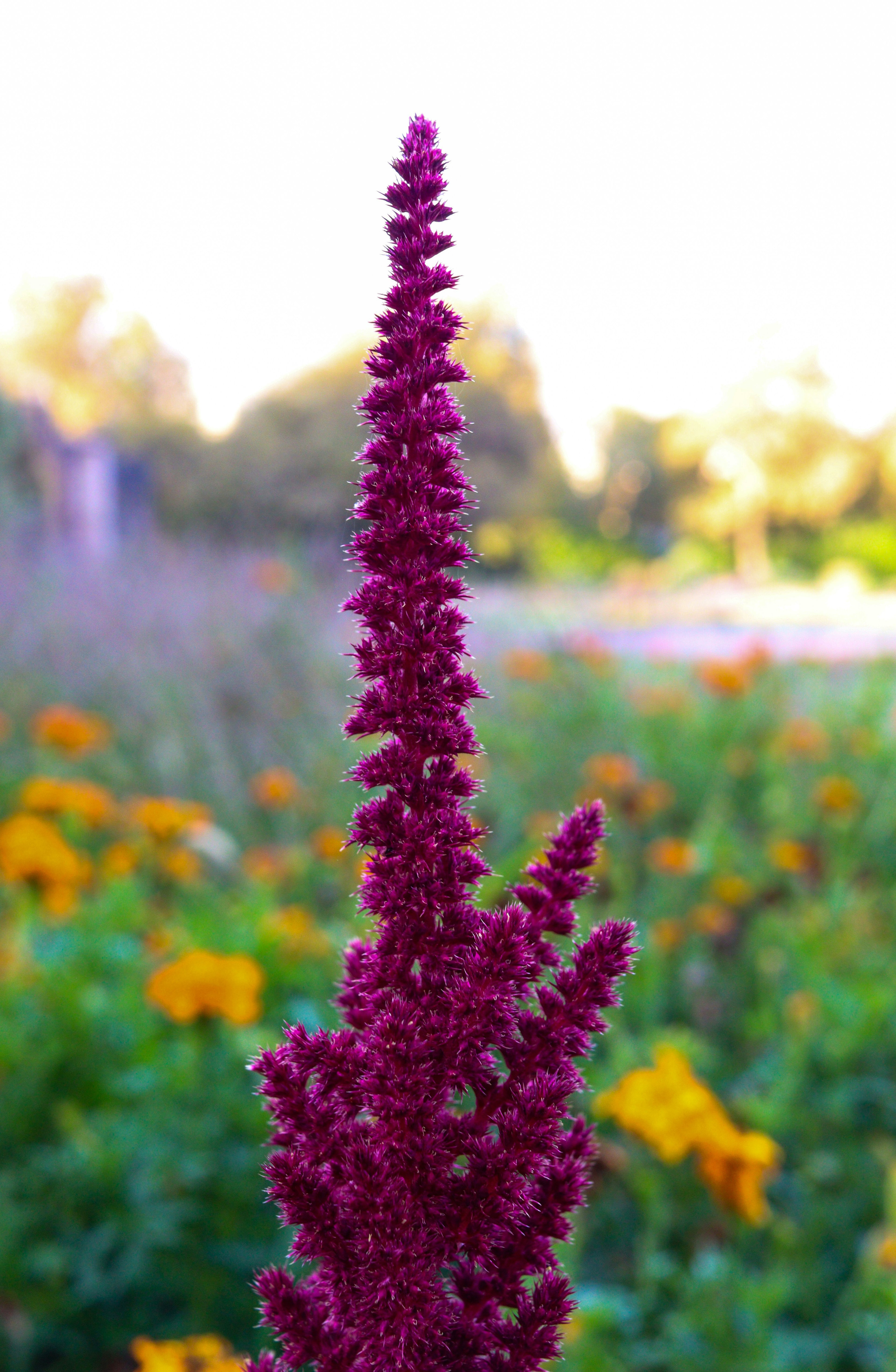 Amaranth-red garnet