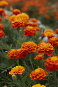 Marigold