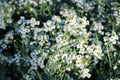 Alyssum