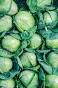 Cabbage cioenhagen