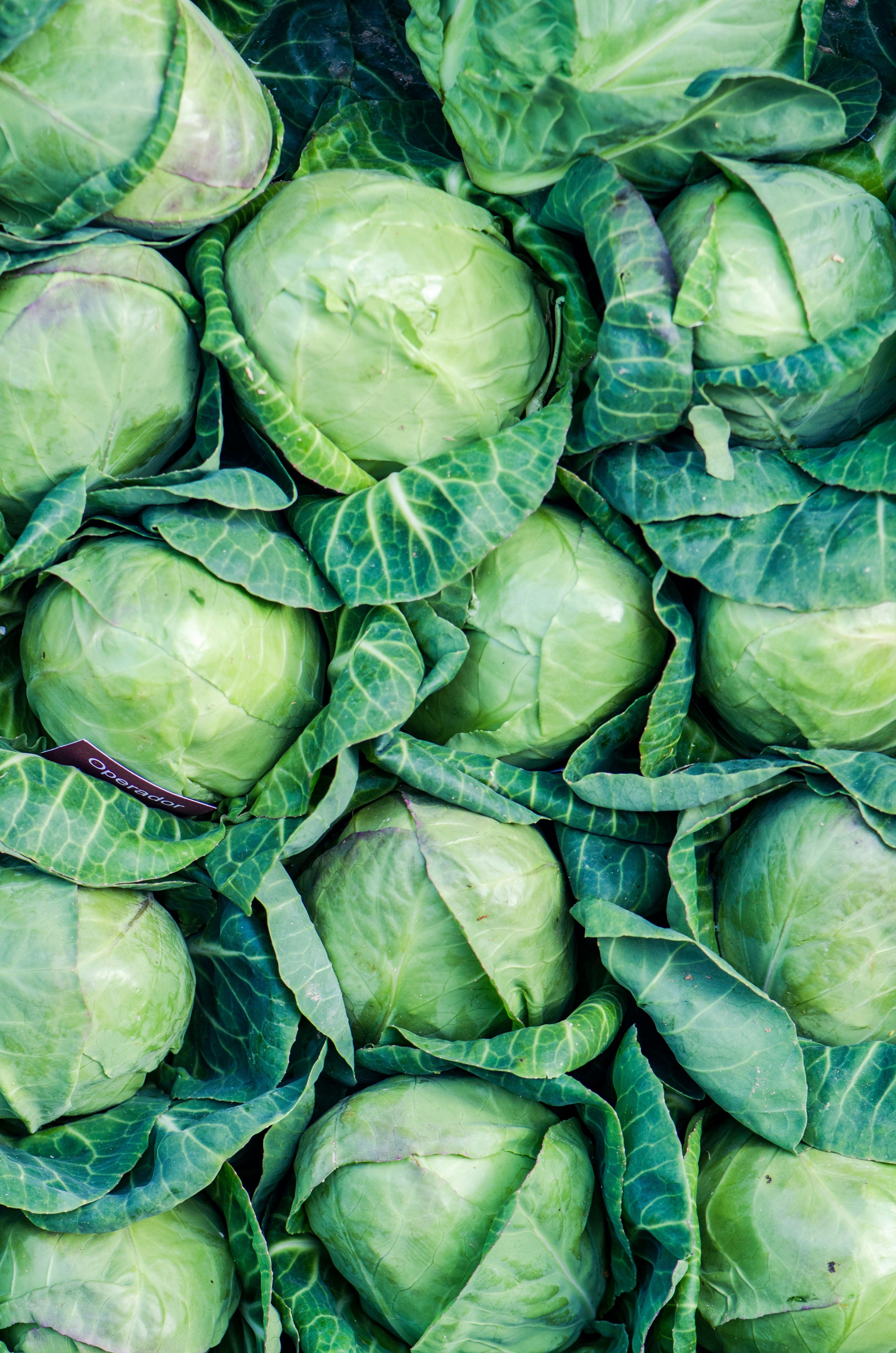 Cabbage (wakefield)