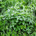 Nettle