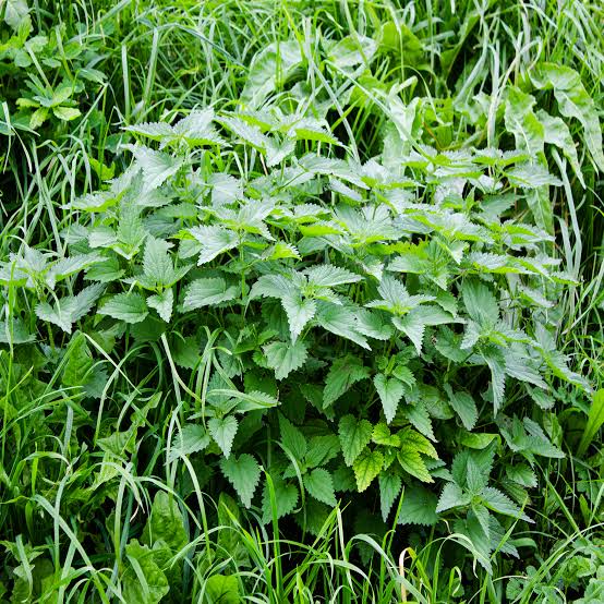 Nettle