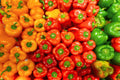 Pepper-giant green bell