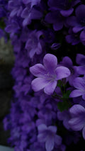 Violet
