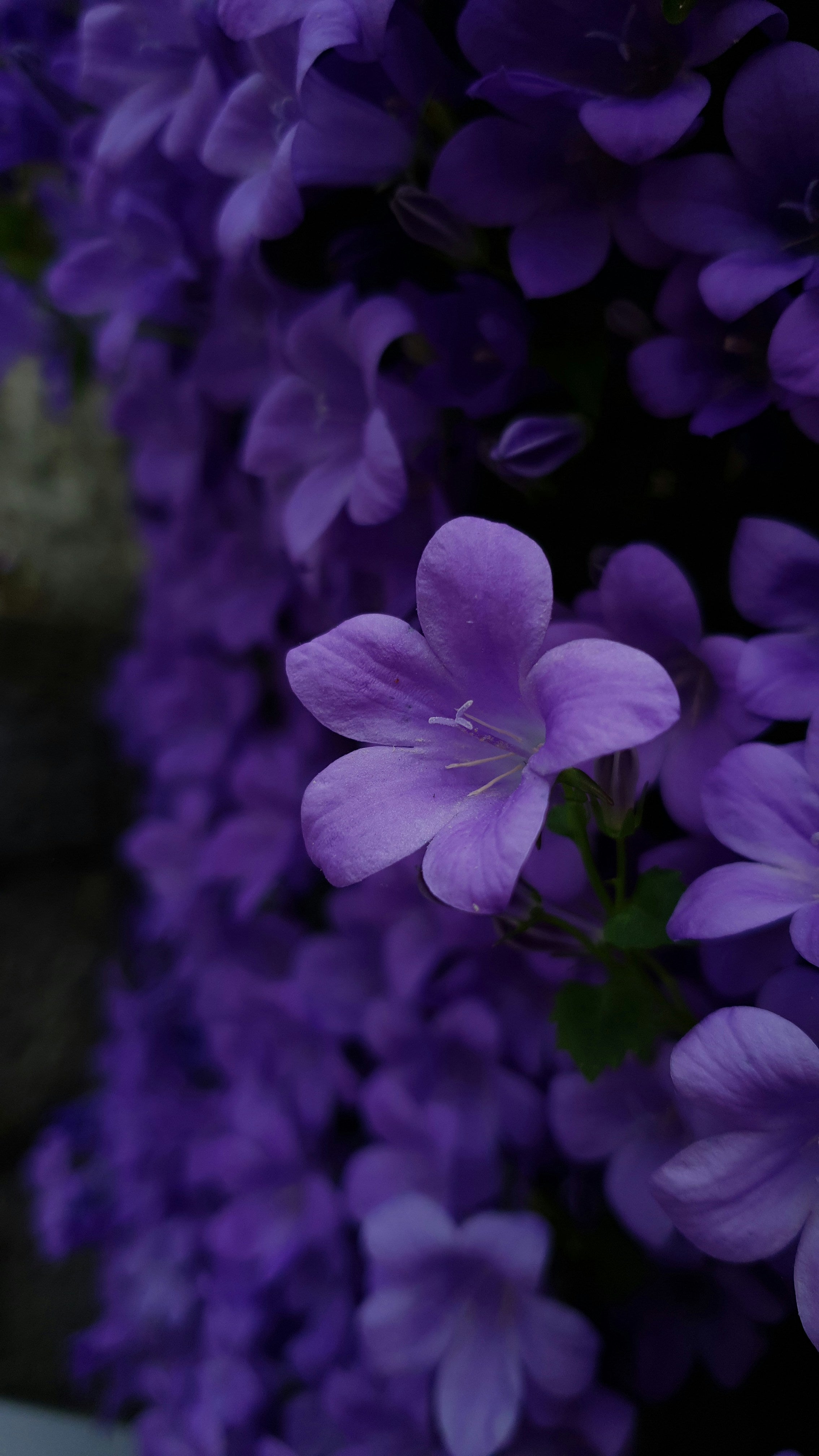Violet