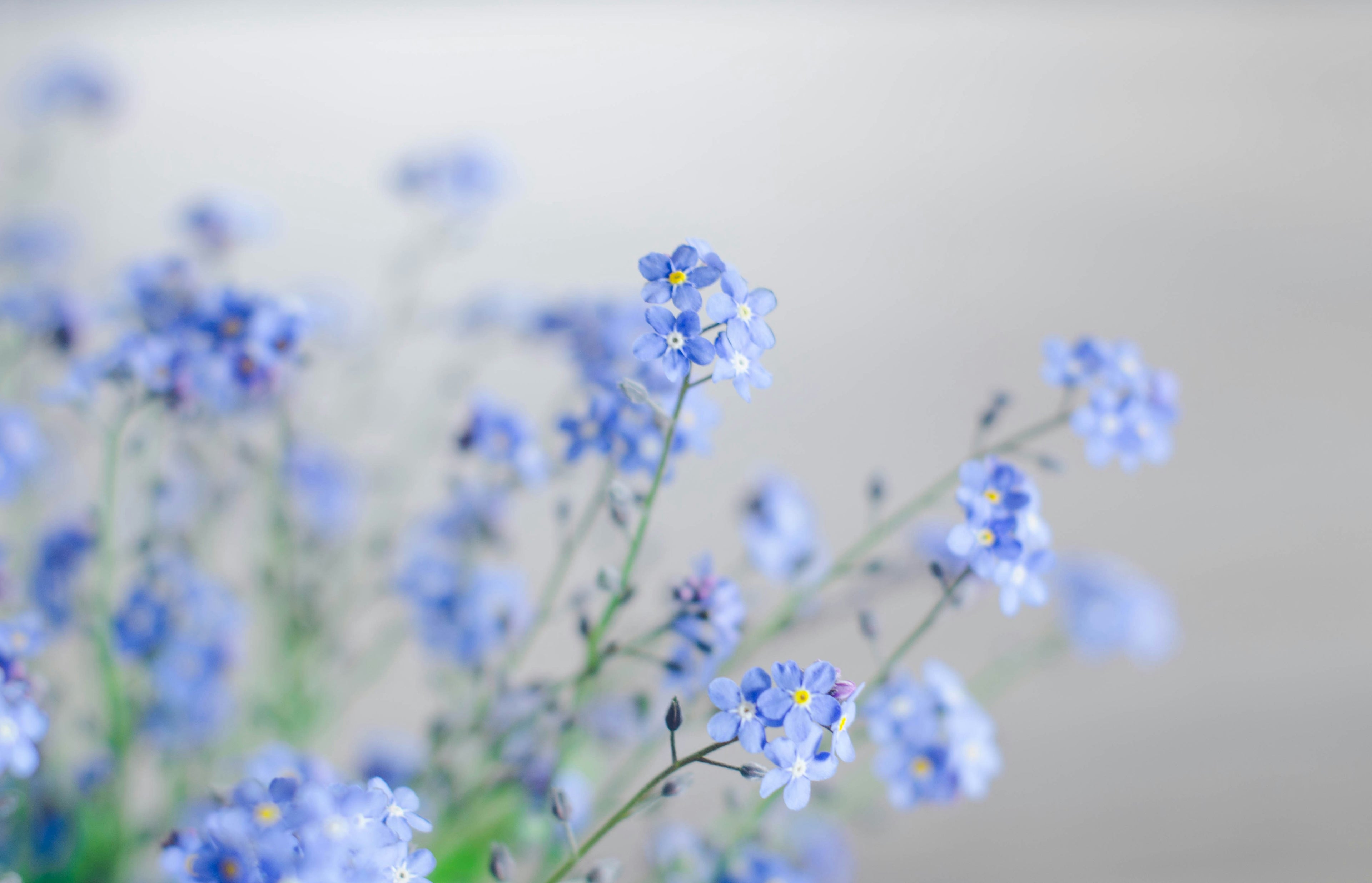 Forget me not-blue