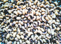Cowpeas