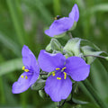 Ohio spiderwort