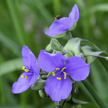 Ohio spiderwort
