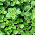 Oregano - common