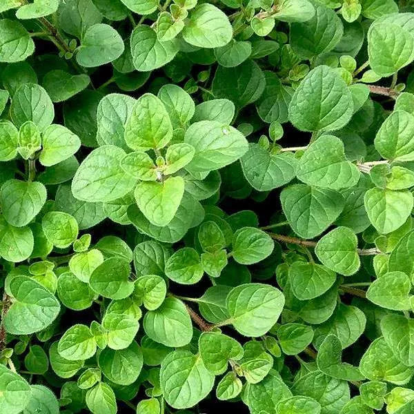 Oregano - common