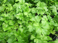 Parsley - giant Italian