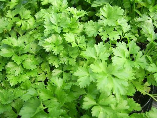 Parsley dark green