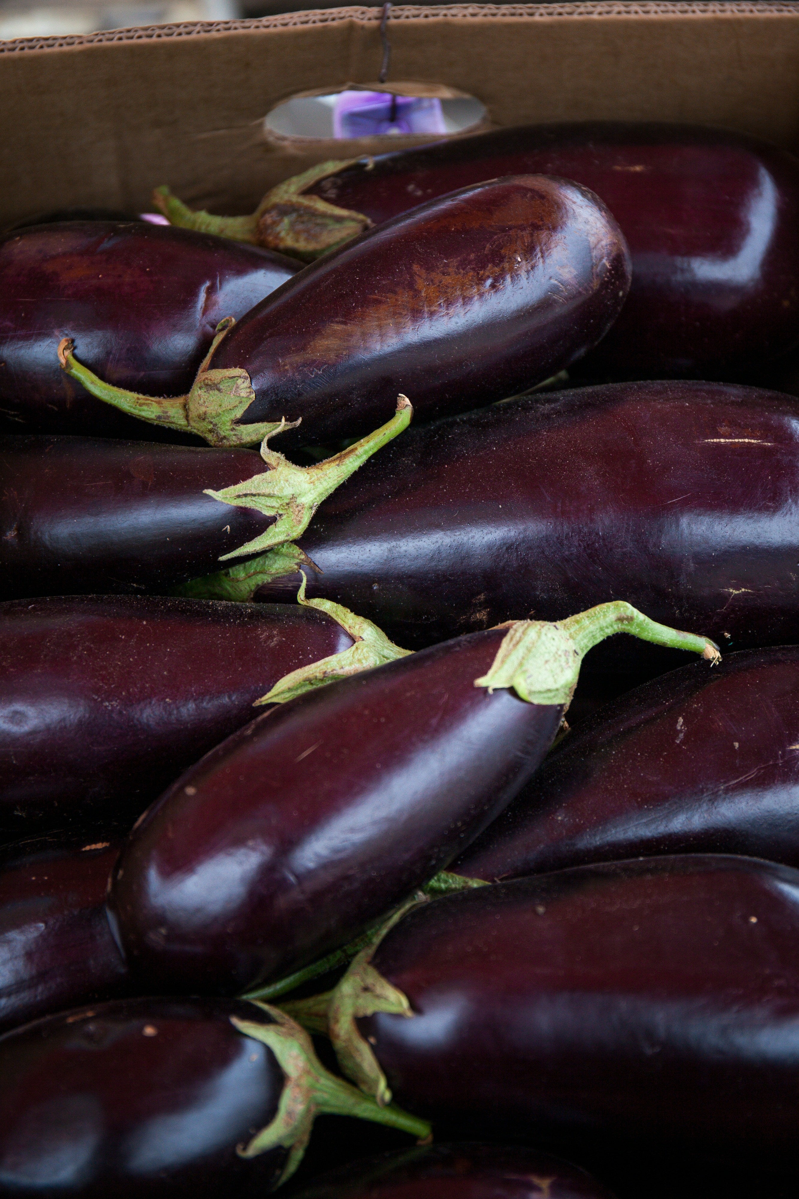 Chinese eggplant
