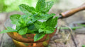 Peppermint