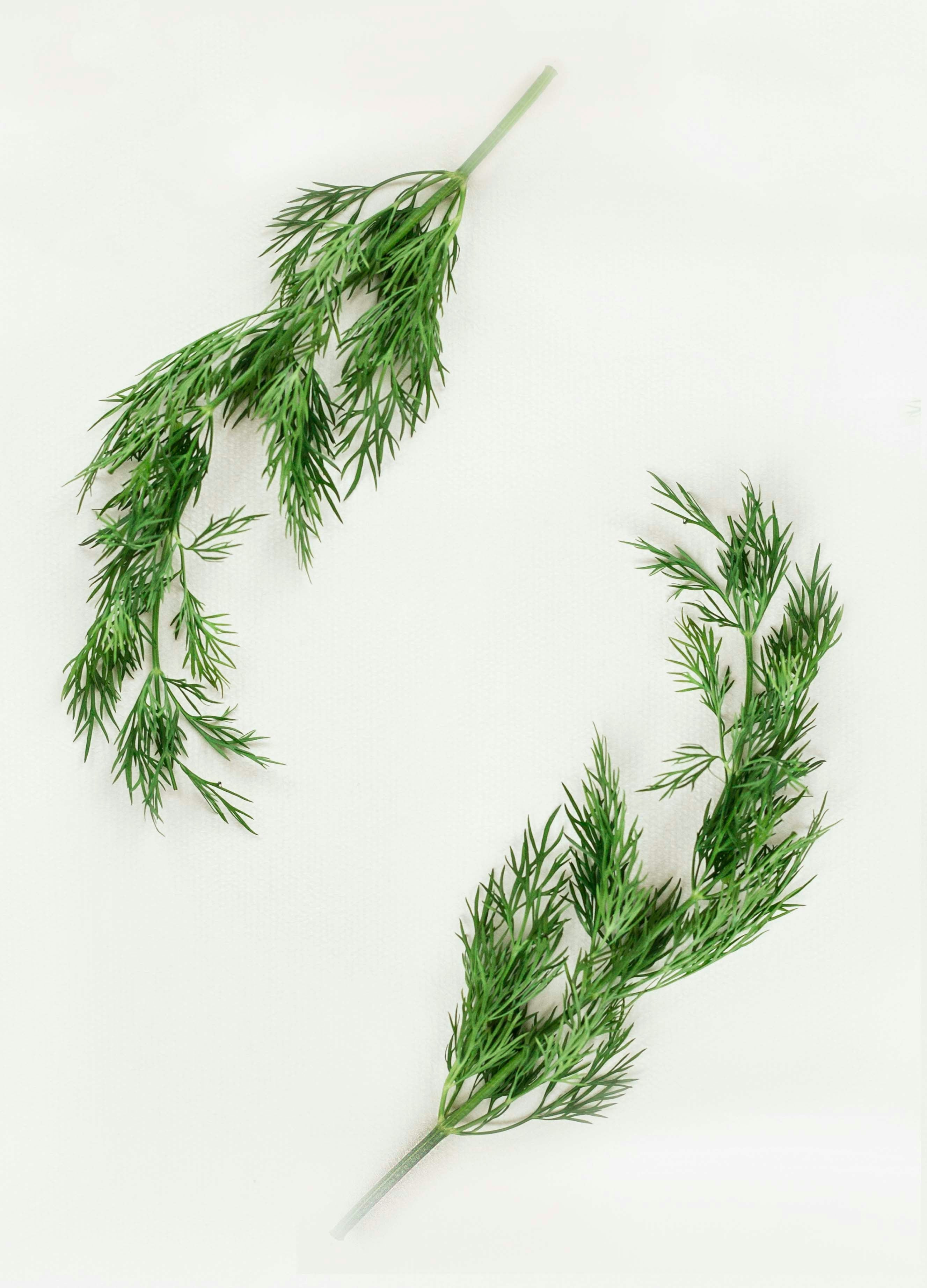Dill - dukat