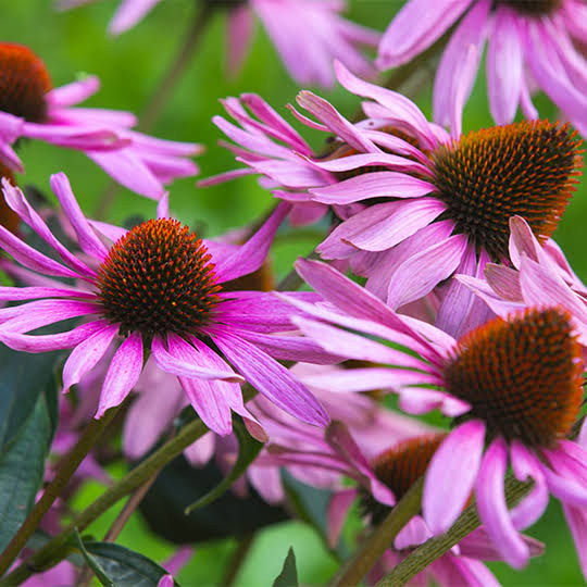 Echinacea - purple coneflower