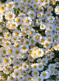 Daisy