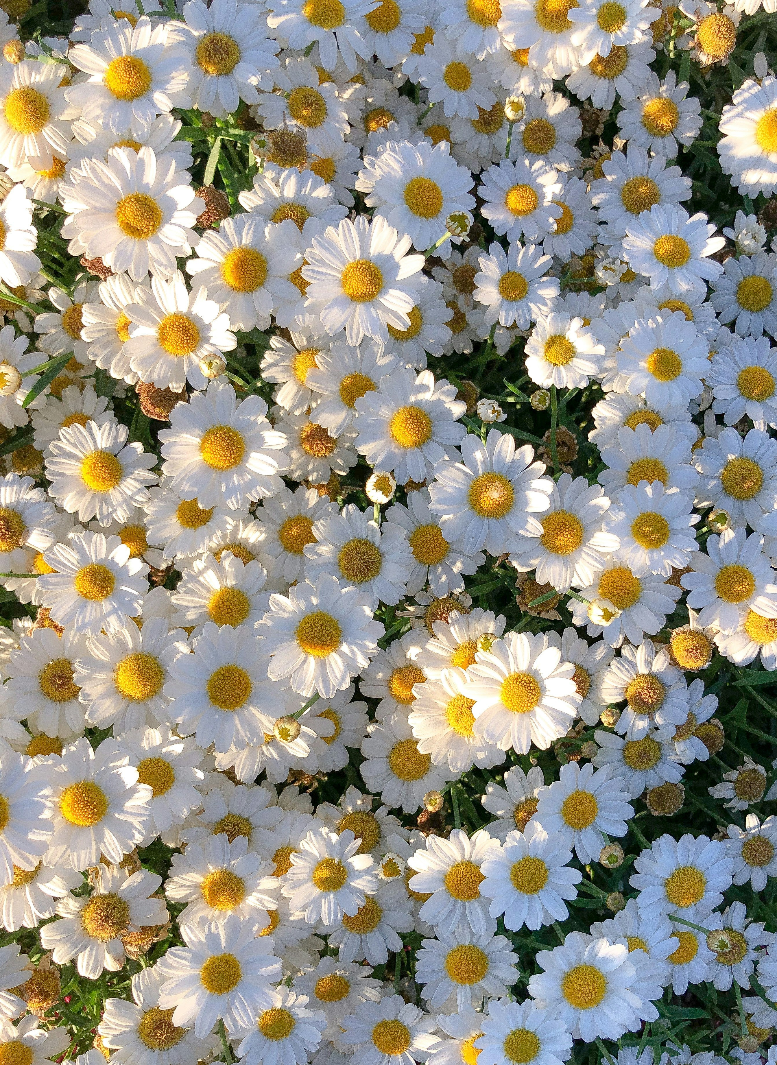 Daisy