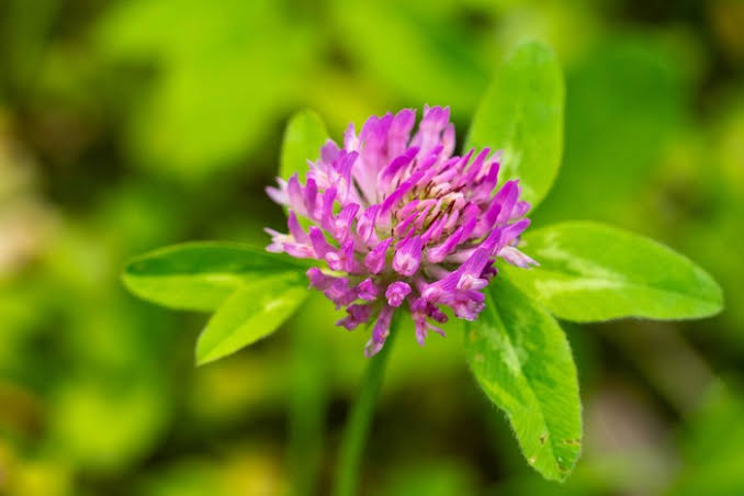 Red Clover