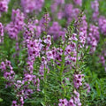 Rock soapwort