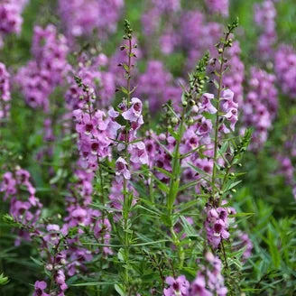 Rock soapwort