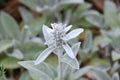 Lambs ear