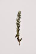 Rosemary