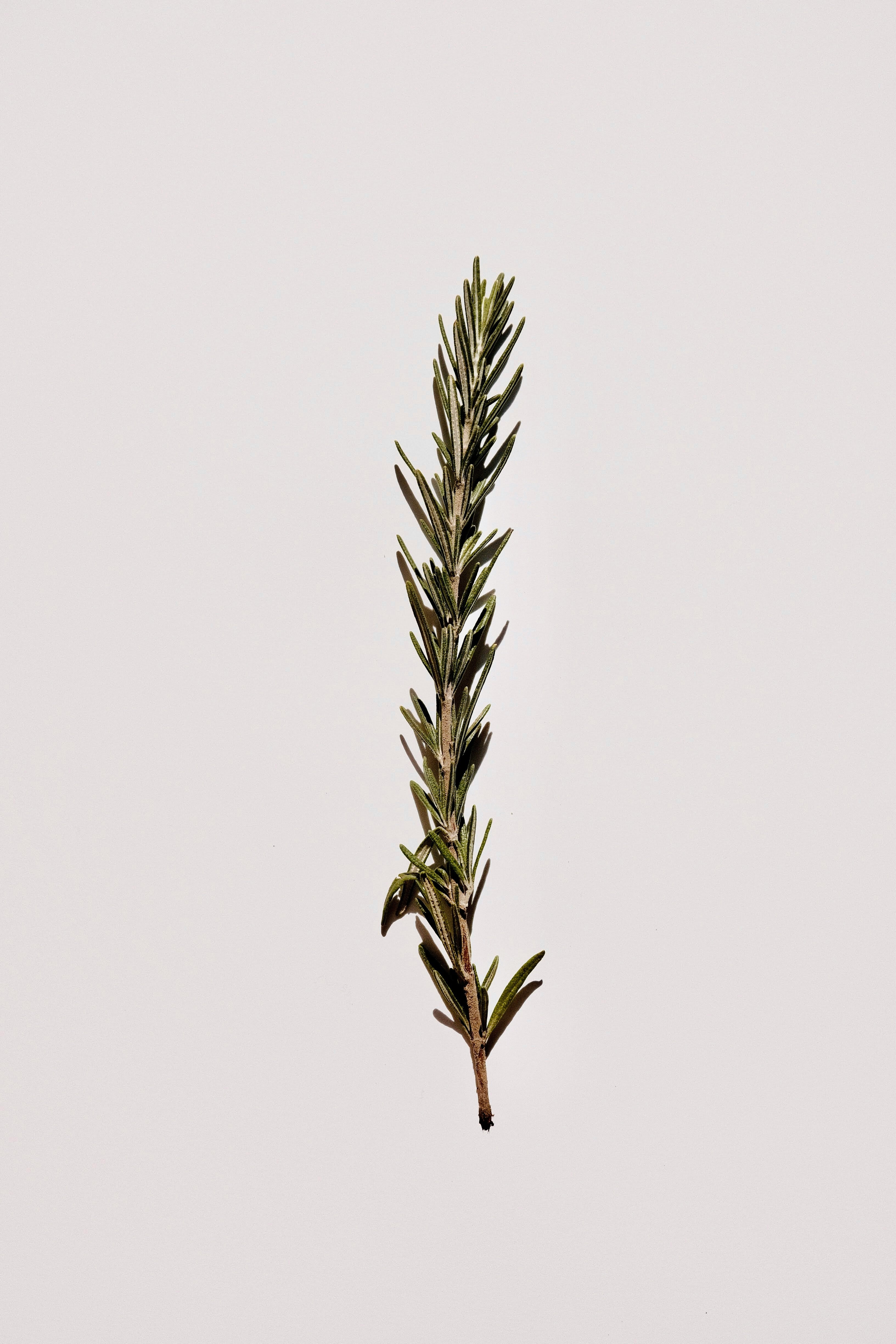 Rosemary
