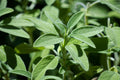 Sage common