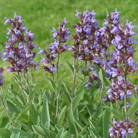 Sage - broad leaf