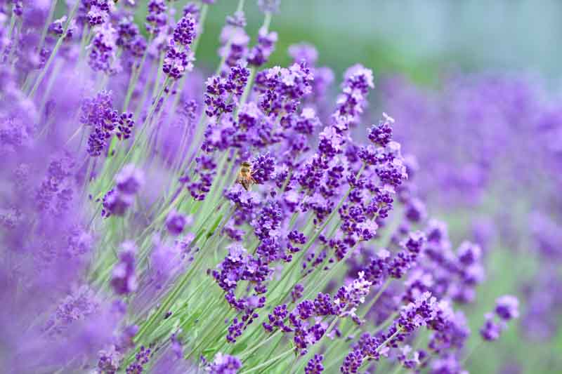 Lavender - lavandula