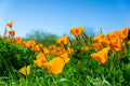 Poppy-california