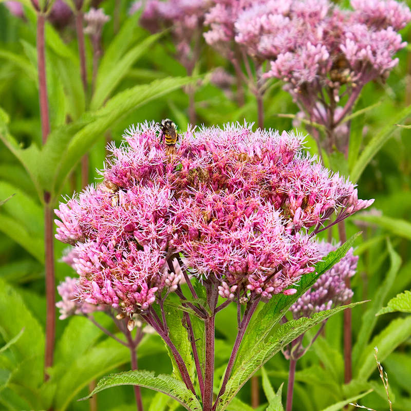 Spotted joe pye weed