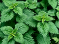 Stinging nettle