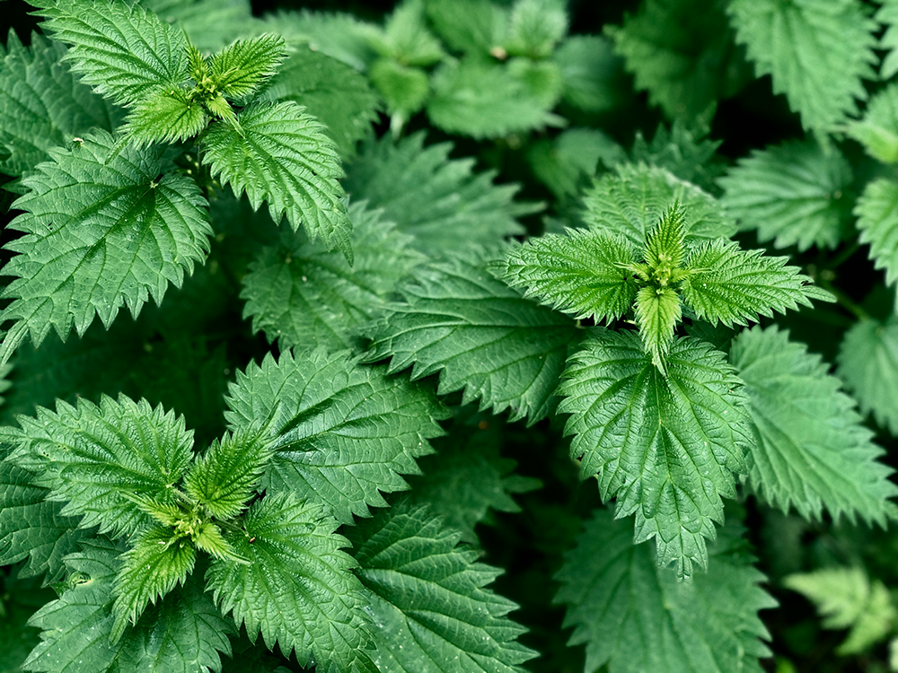 Stinging nettle