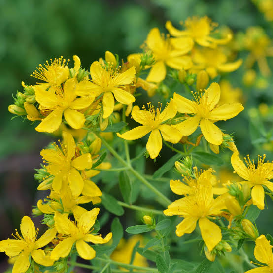 Saint john’s wort