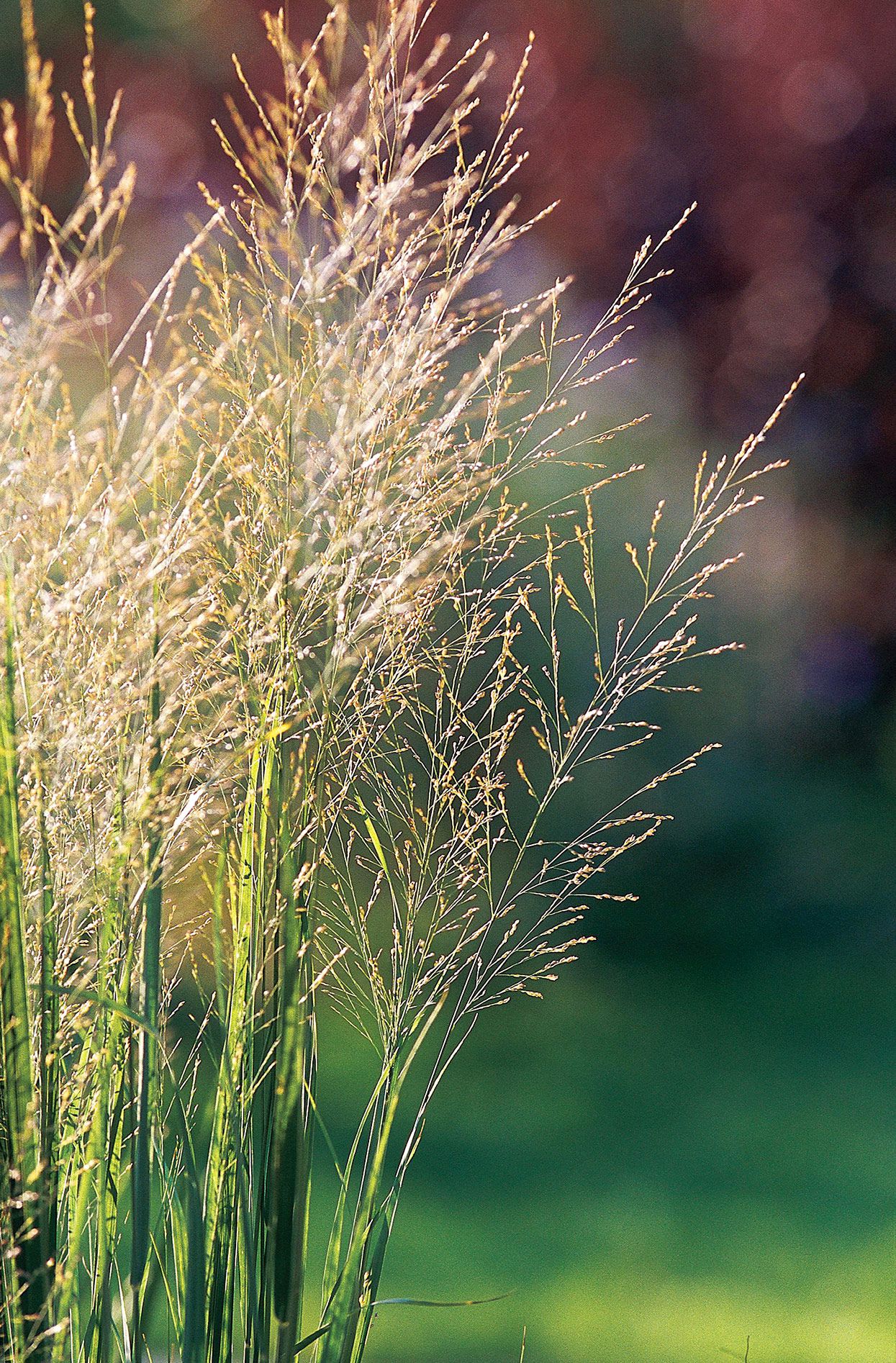Switchgrass