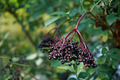 Elderberry