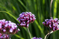 Verbena - vanity