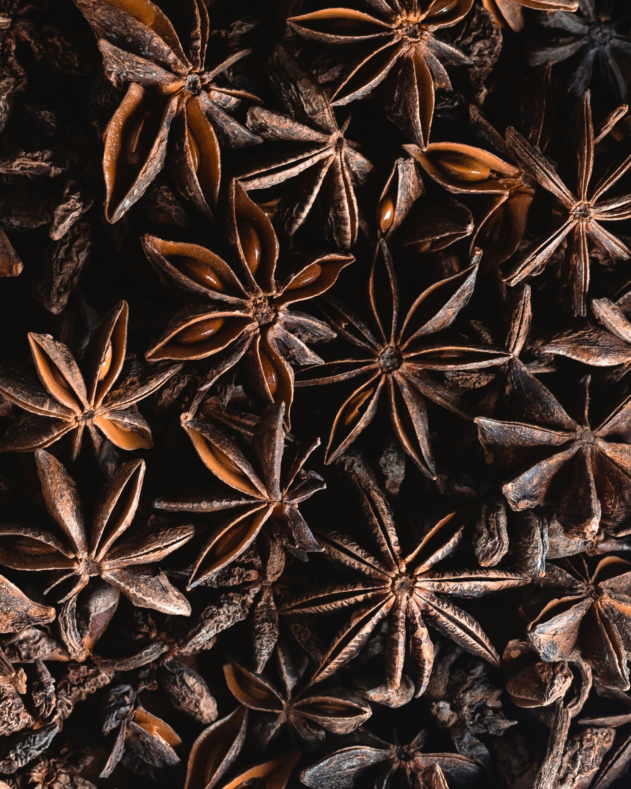 Anise - pimpinella anisum