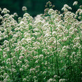 Valerian Root