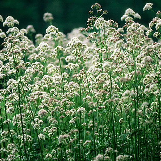 Valerian Root