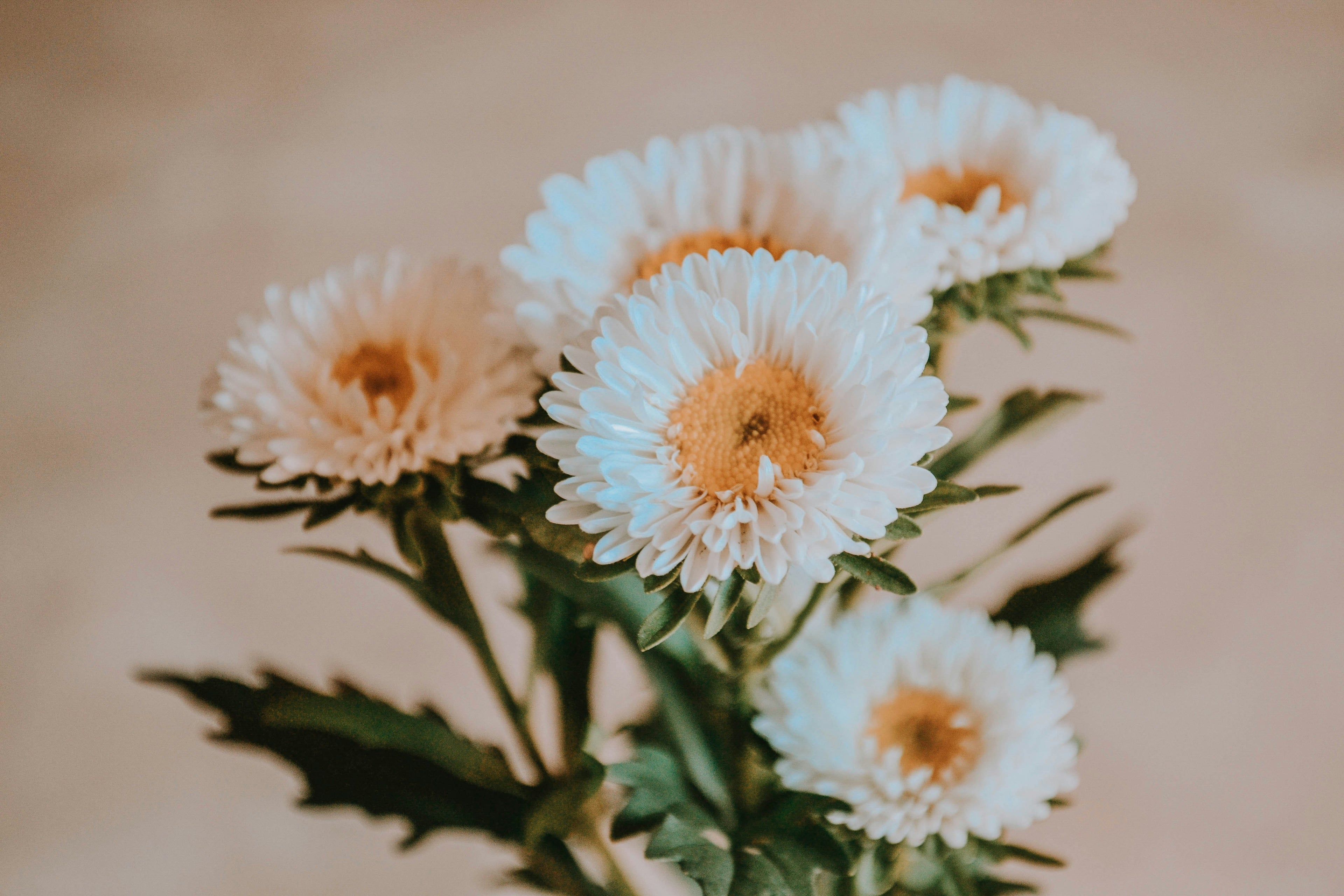 China aster- powder puff